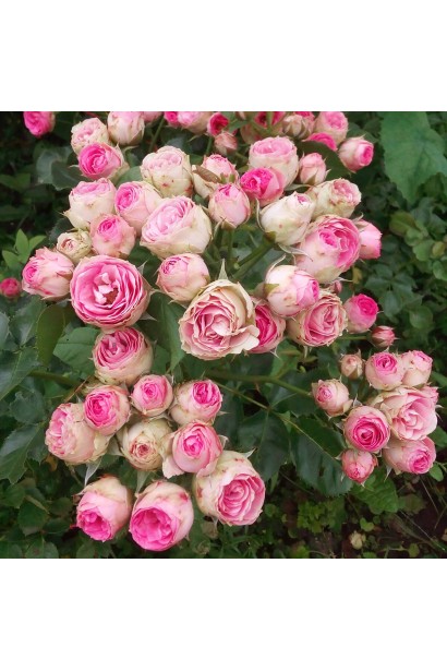 Бутони троянди Mimi Eden у рожево-білій гамі